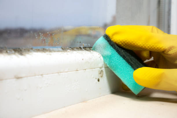 Best Professional Mold Removal  in Nth Plains, OR