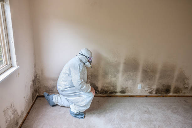 Mold Removal and Inspection in North Plains, OR